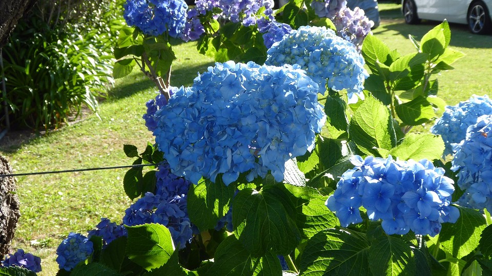 blauwe grobbebollen