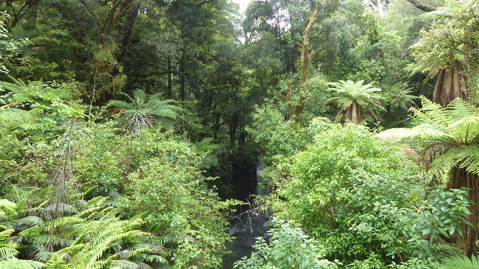 rainforest