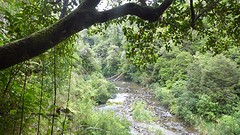 rainforest 2