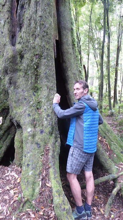 Ron en boom
