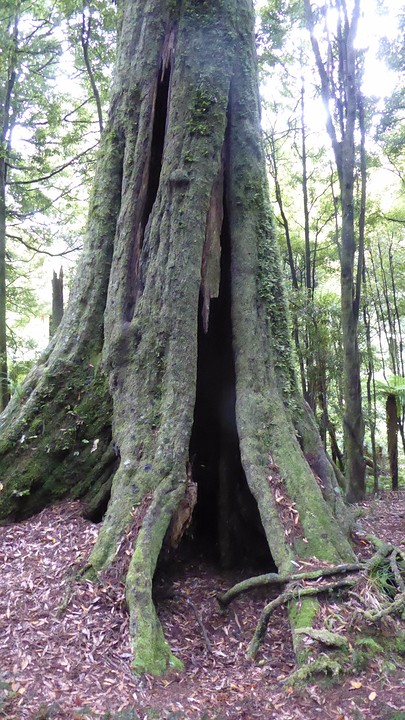 tree as big as a house