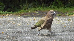 kakapoe (of zoiets)