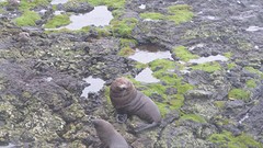 zeehonden