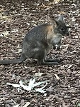 Kangaroo