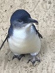 Pinguïn