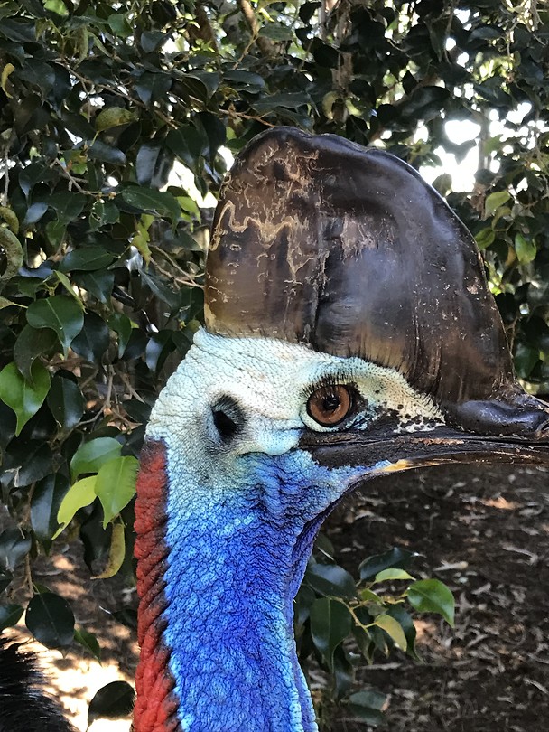 Vogel