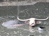Buffel
