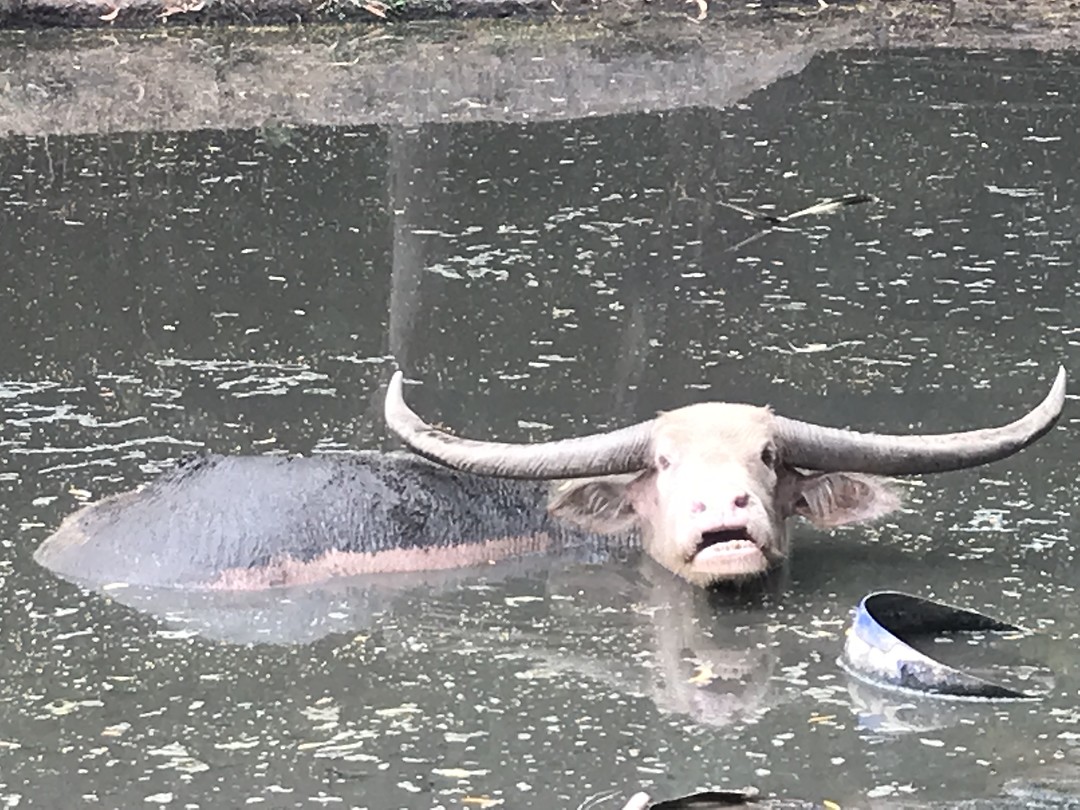Buffel