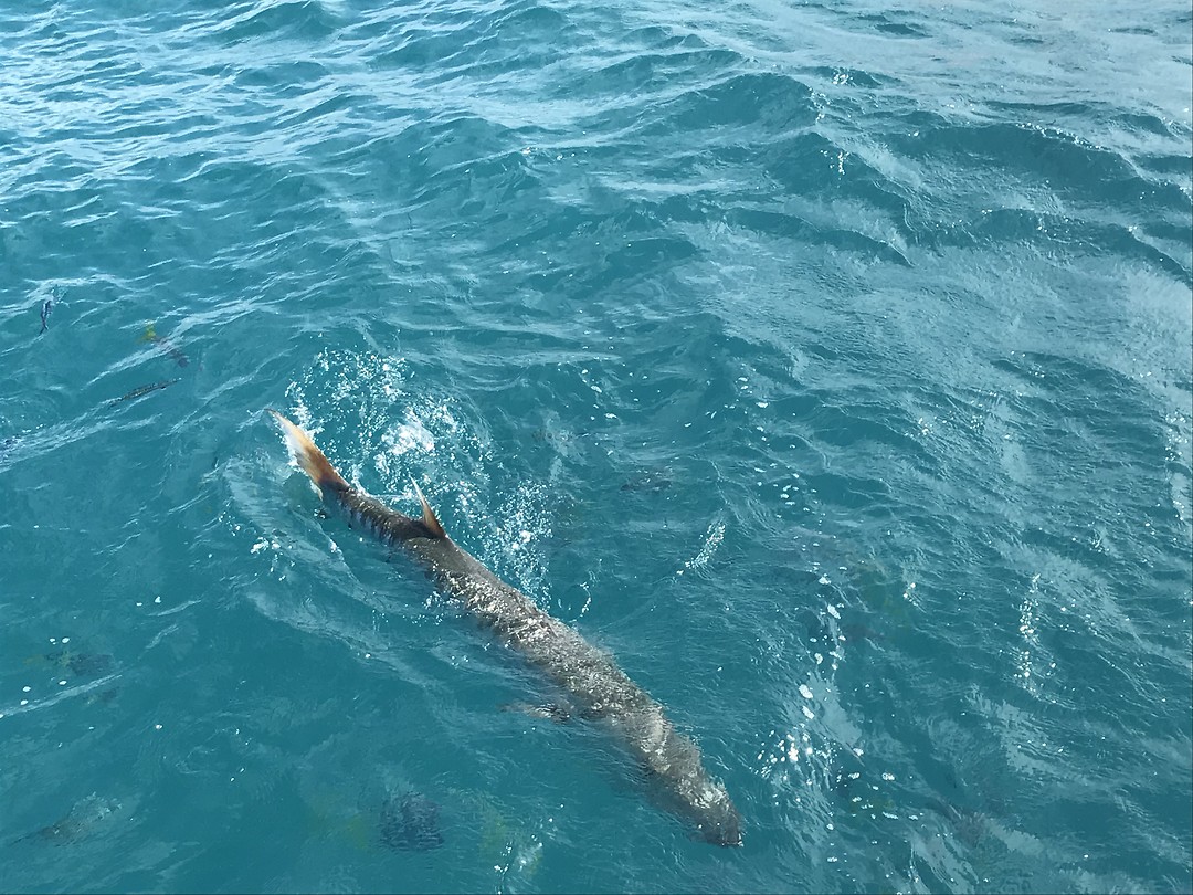 Barracuda