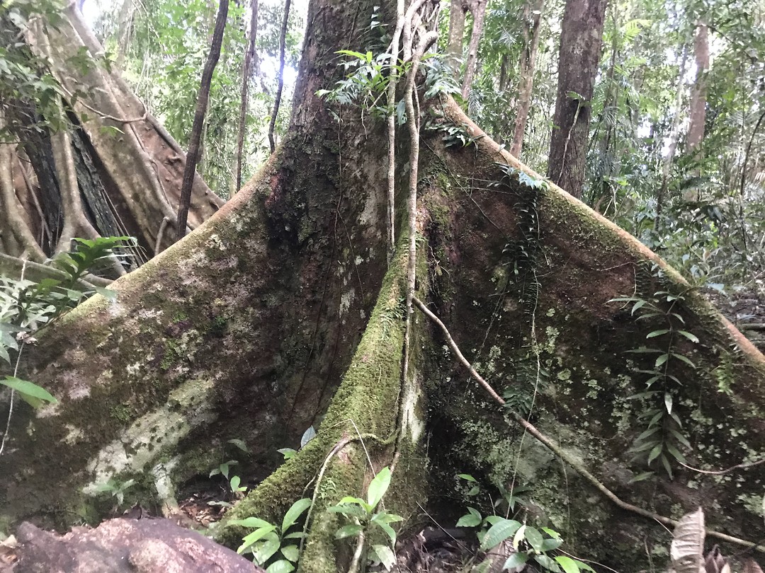 Mossman