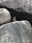 Wallabie