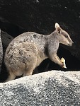 Wallabie