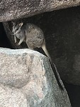 Wallabie