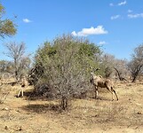 Kudu of koedoe's aan de lunch