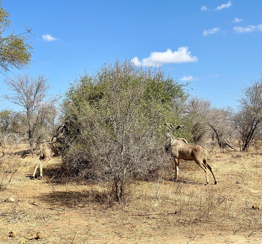 Kudu of koedoe's aan de lunch