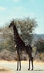 standing high and tall