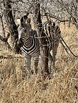zebra; paard in pyjama