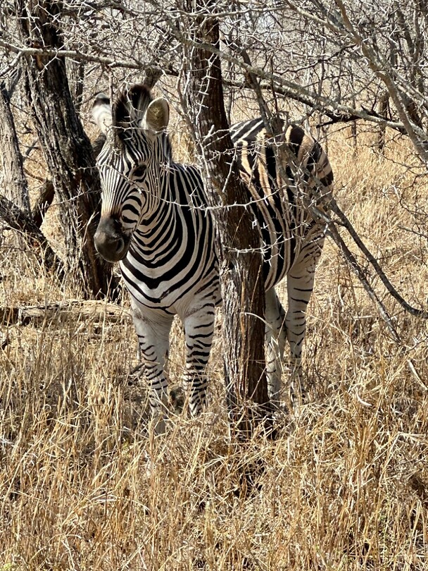 zebra; paard in pyjama