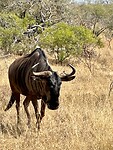 Wildebeest