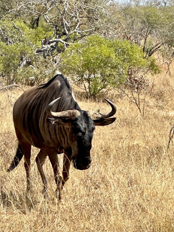 Wildebeest