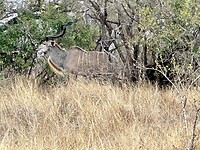Kudu