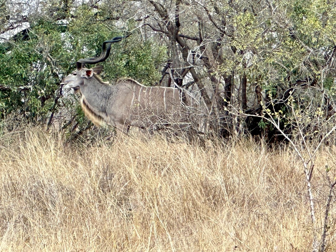 Kudu