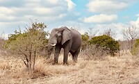 Olifant van dichtbij