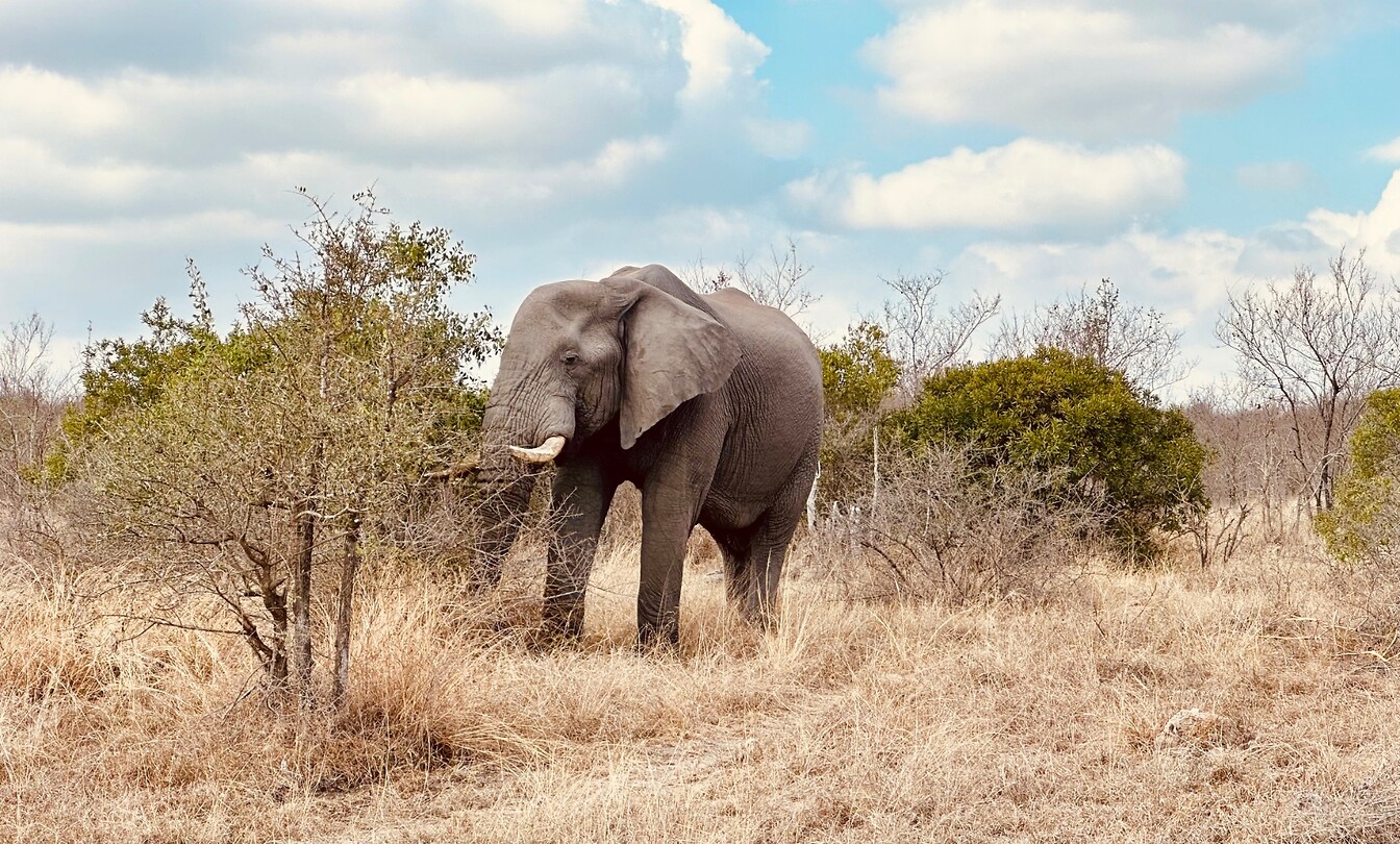 Olifant van dichtbij