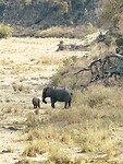 Olifant met kalfje in rivierbeddding