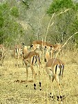impala's from behind