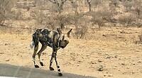 Hyena