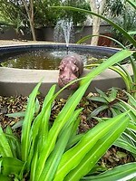 nijlpaard in tuin van falaza resort