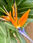 papegaaibloem close up