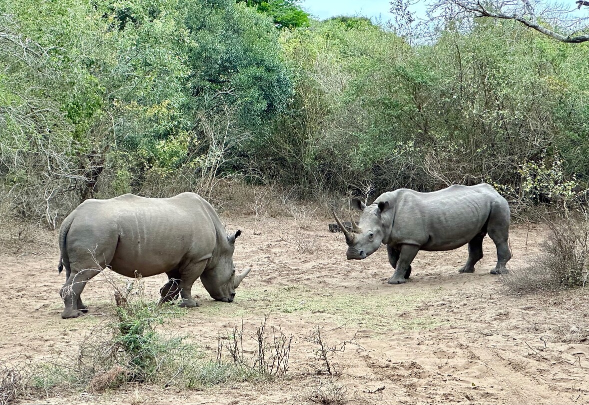 neushoorns