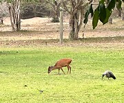 Red duiker