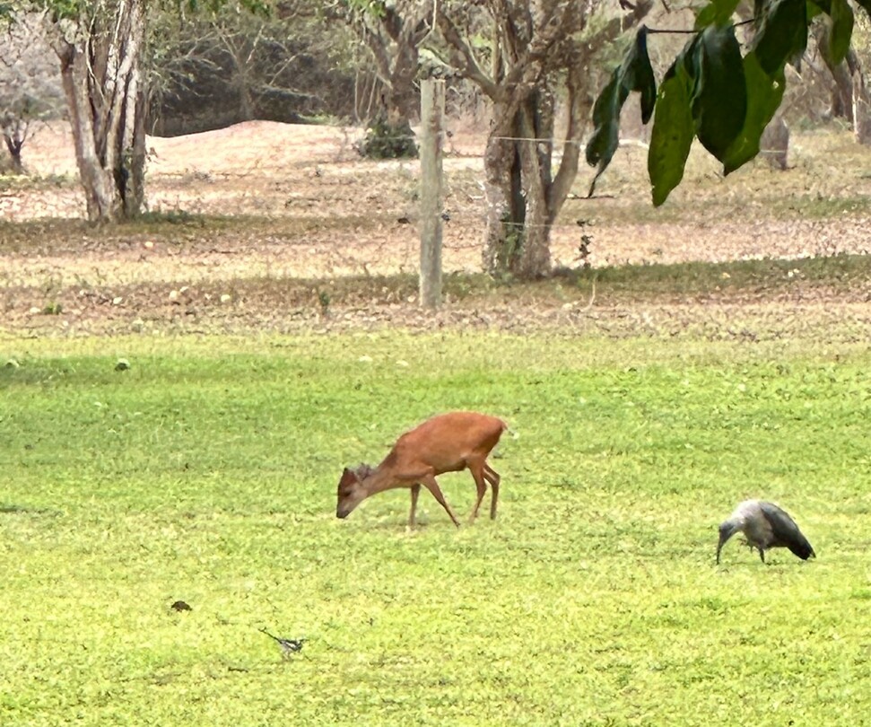 Red duiker