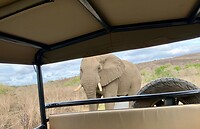 van achteren; olifant