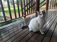 zuid afrikaanse blacktail cat