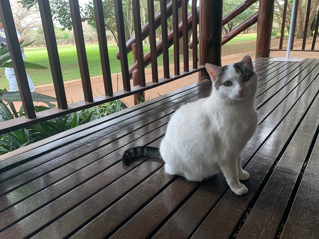 zuid afrikaanse blacktail cat