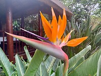 papagaai bloem