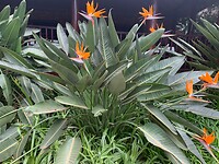 papagaai plant