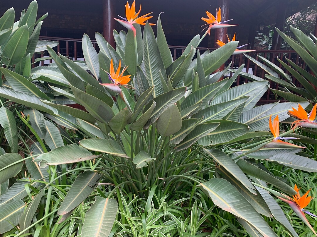 papagaai plant