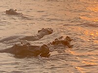 Hippo family