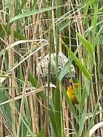 gold weaver bird in nest