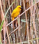 gold weaver bird close up