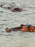 hippo close up