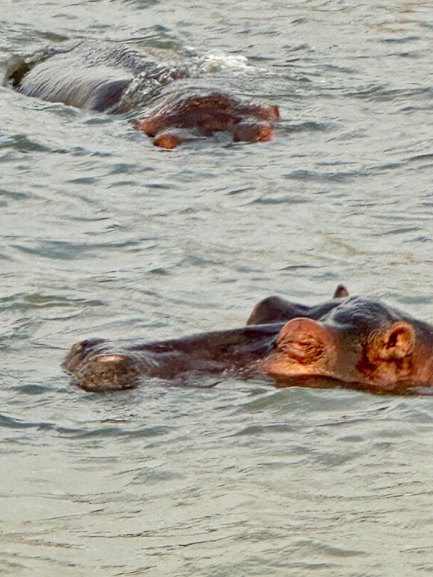 hippo close up