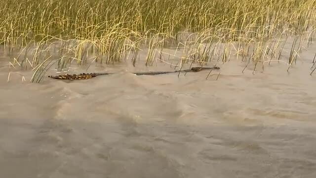 krokodil on the move
