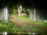 betrapt in de tuin van iemand