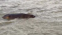 Hippo family